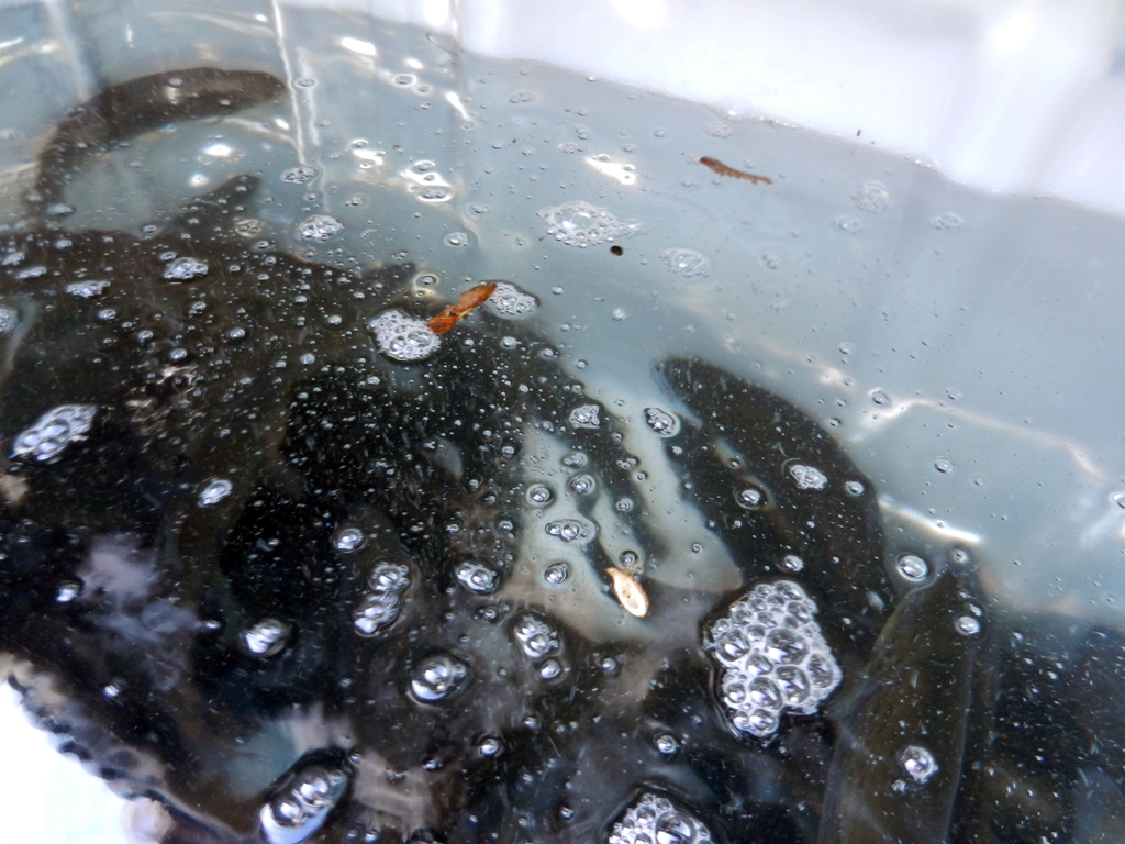 Forellenbesatz von der Fischzucht Graf aus Egg an der Günz.